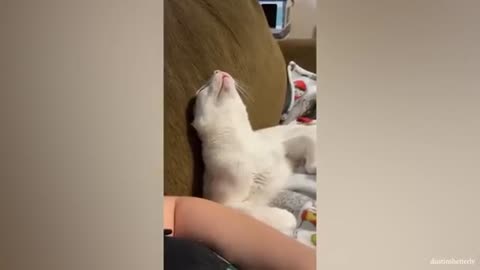 Funny cat video for your happy moment