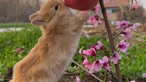 Eating apple 😋 #viral #rabbit #eating #apple