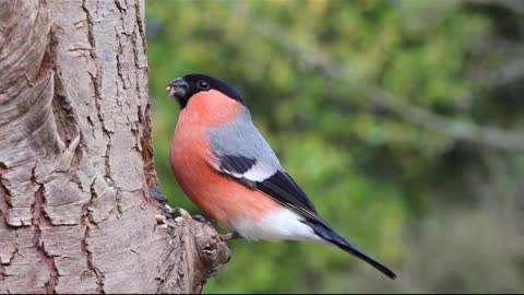 The canary bird sings