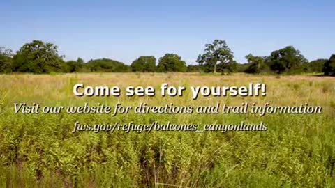 A closer look at Grasslands at Balcones Canyonlands NWR (Audio Described)_1