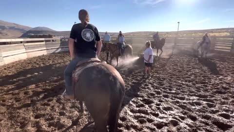 Horse Vs Hose