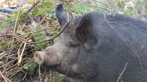 Scout's Farrowing Nest