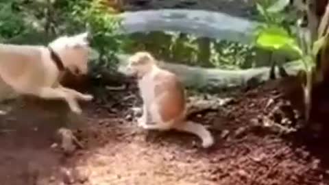 Funny animals falling