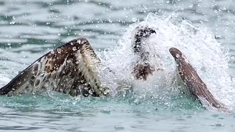 Eagle hunting the fish