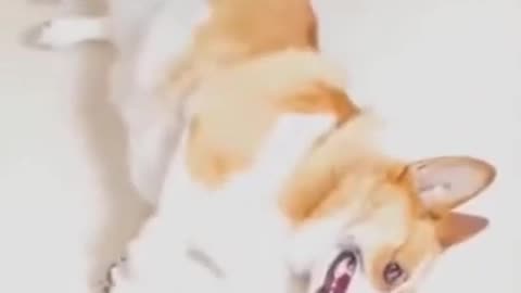 "Funny Dog Videos: Try Not To Laugh - Cute Dog Fakes Death When Shot | #Shorts"