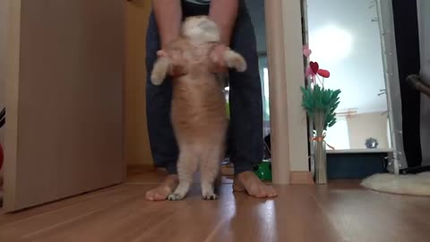 Hosico The Belly Dancer