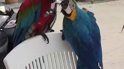 Beautiful Parrots [Animals World]