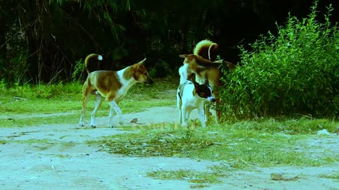 Rural dogs mating in my village