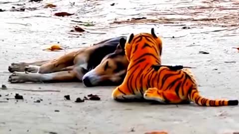 Prank on a dog with a fake tiger