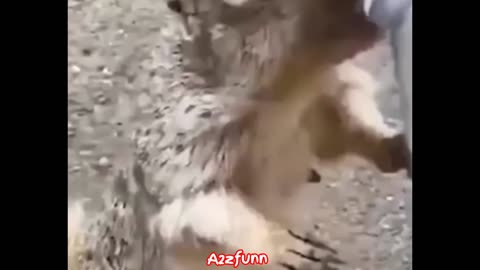 Funny animals videos | Cute funny animals videos | Viral funny video Part 39