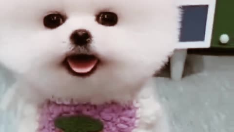 Cute small puppy hair cutting 🤩🤩