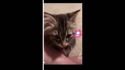 Cute and Funny Animal Video😂 Funniest Viral Puppy Cat clips😹 #shorts video #funny animals #cats