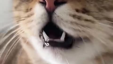 Cute cat sound