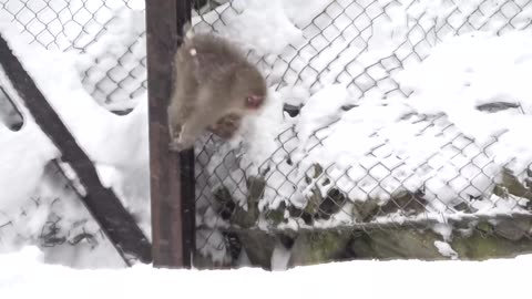 SNOW MONKEY】☆Babies living in a harsh winter