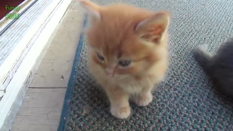 Funniest and Cutest Kittens - Try Not to Say Aww Challenge