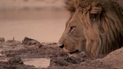 Hippo vs Lion Clan | Natural World | BBC Earth