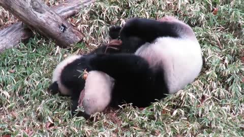 Playing Pandas 🐼 Baby Panda [Funny Pets]