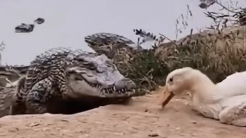 Crocodile attacks sleeping duck!!!