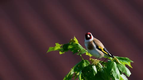 Beautiful bird