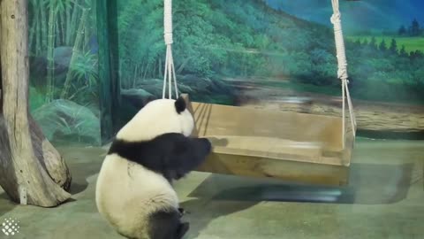 Cute and Clumsy Panda Compilation 2019 | Pandas are Awesome