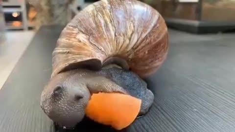 The giant African snail Achatina is the largest land mollusk.