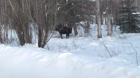 Bull Moose, Alaska