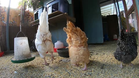 Backyard Chickens Fun Relaxing Video Sounds Noises Hens Clucking Roosters Crowing!