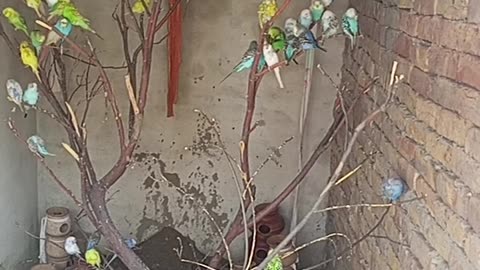 Parrot video at my home colony