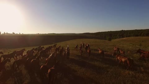 Horses running in slow motion. Brown horses on the meadow