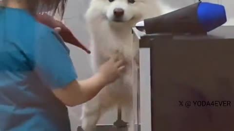 Dog's happiness when it sees the owner.