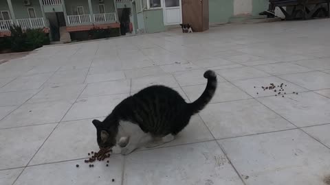 Cute cat shows how happy she is to see me again with her gestures