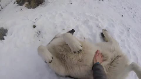 Another Very Happy Wolfdog