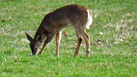 White-tailed deer