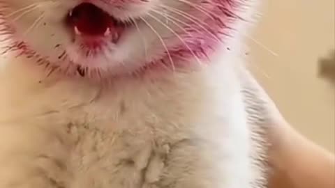 Cute cat eat dragon fruit