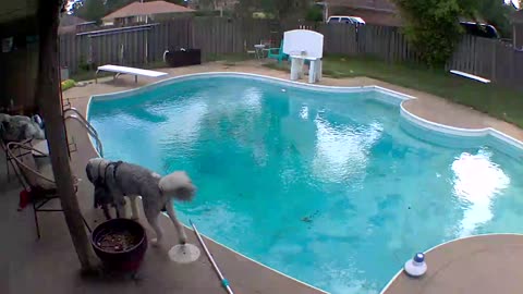 Little Dog Gets Pushed Into Pool