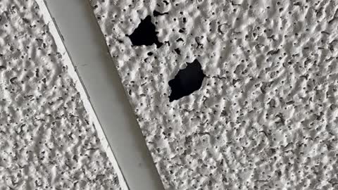 Mystery Flapping in Ceiling