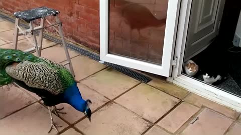 Peacock Vs Cats Compilation