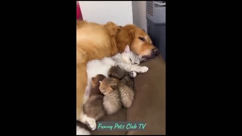 Funny Animal Videos 🤣 Funniest Cats and Dogs Videos 2024 😹🐶