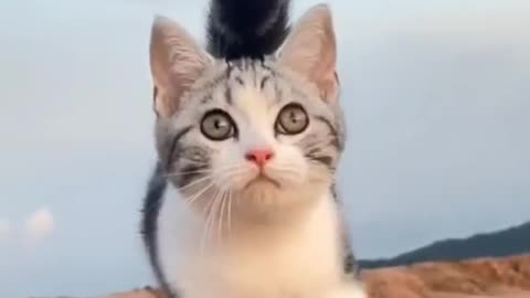 Cat fantastic look