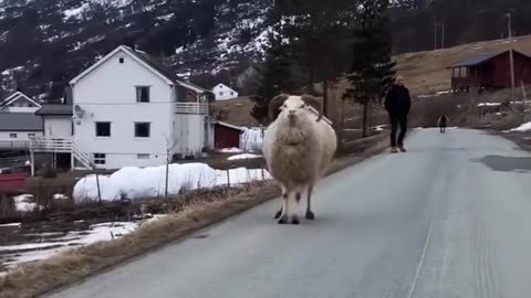 Beautiful walk of beautiful sheep