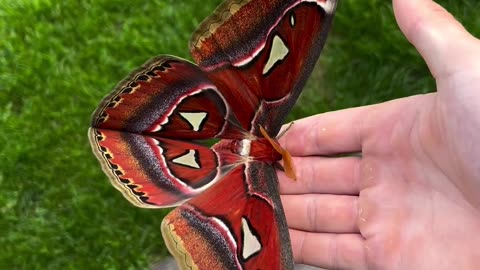 The beauty of Attacus atlas World’s biggest moth.mp4