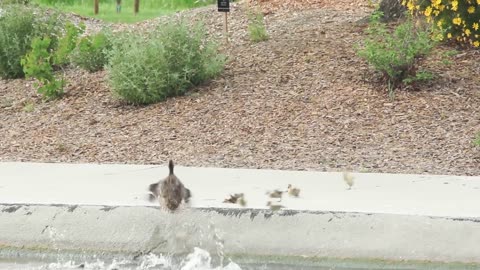 Hawk Vs Duckling!