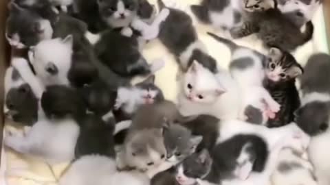 lots of cute cute kittens