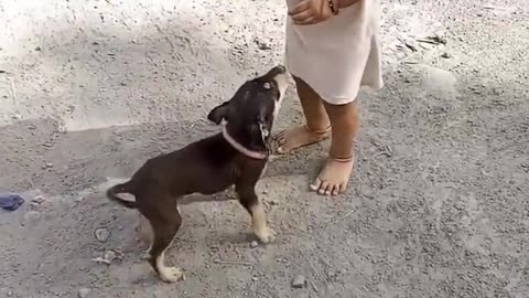 Cute Baby And Dog Funny Shorts Video #shorts