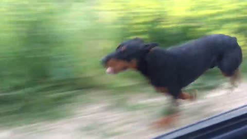 How Fast can a Doberman Pinscher Run