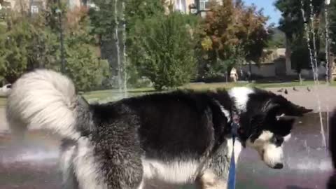 This husky loves water.