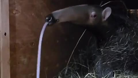 Ever seen an anteater yawn