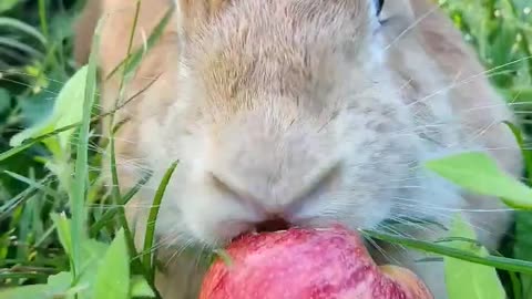 rabbit eating apple