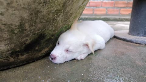 Adorable Pup's Restful Moment