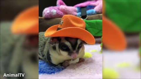 SUGAR GLIDERS Flying - Funny & Cute Compilation